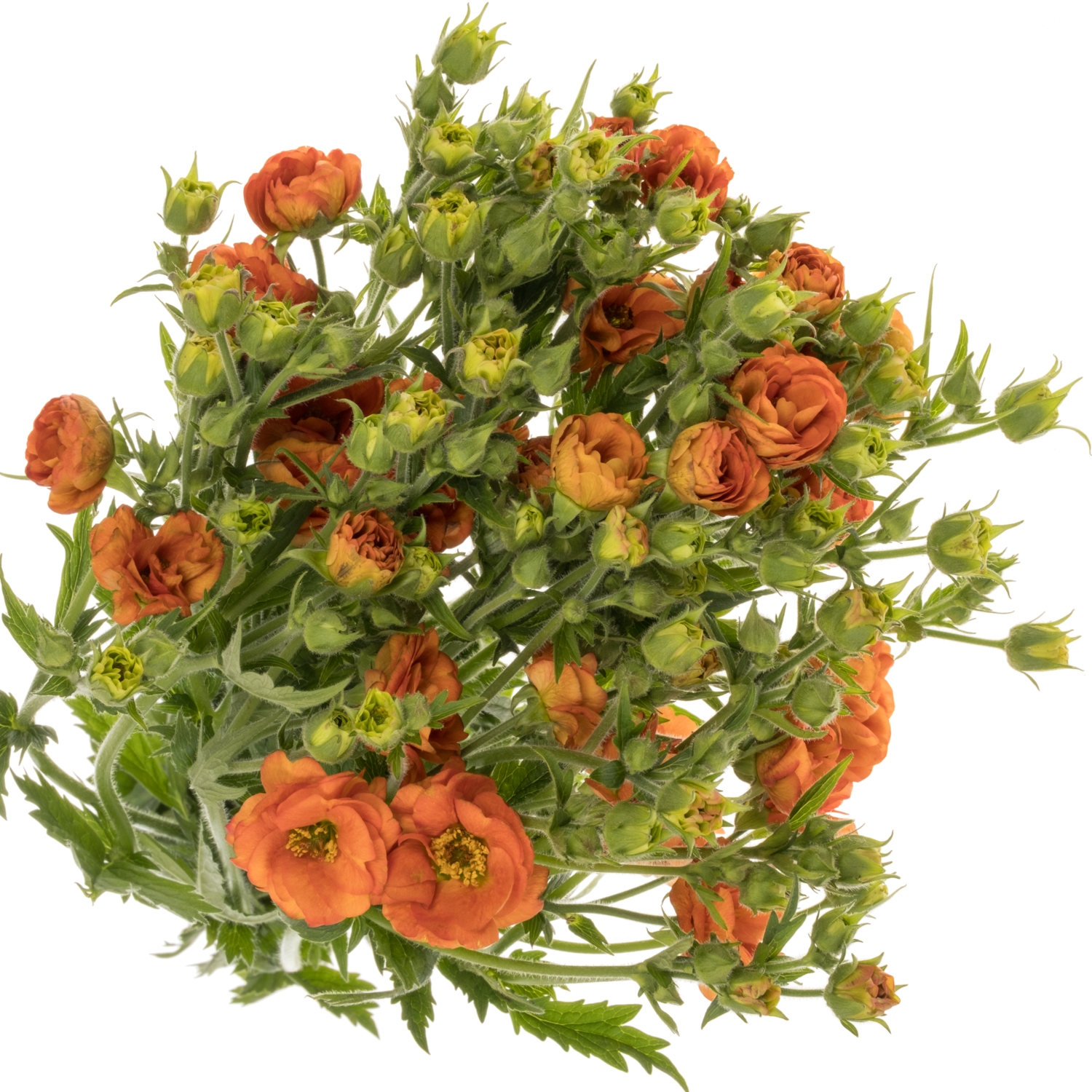 Geum dunkel orange 55cm x30