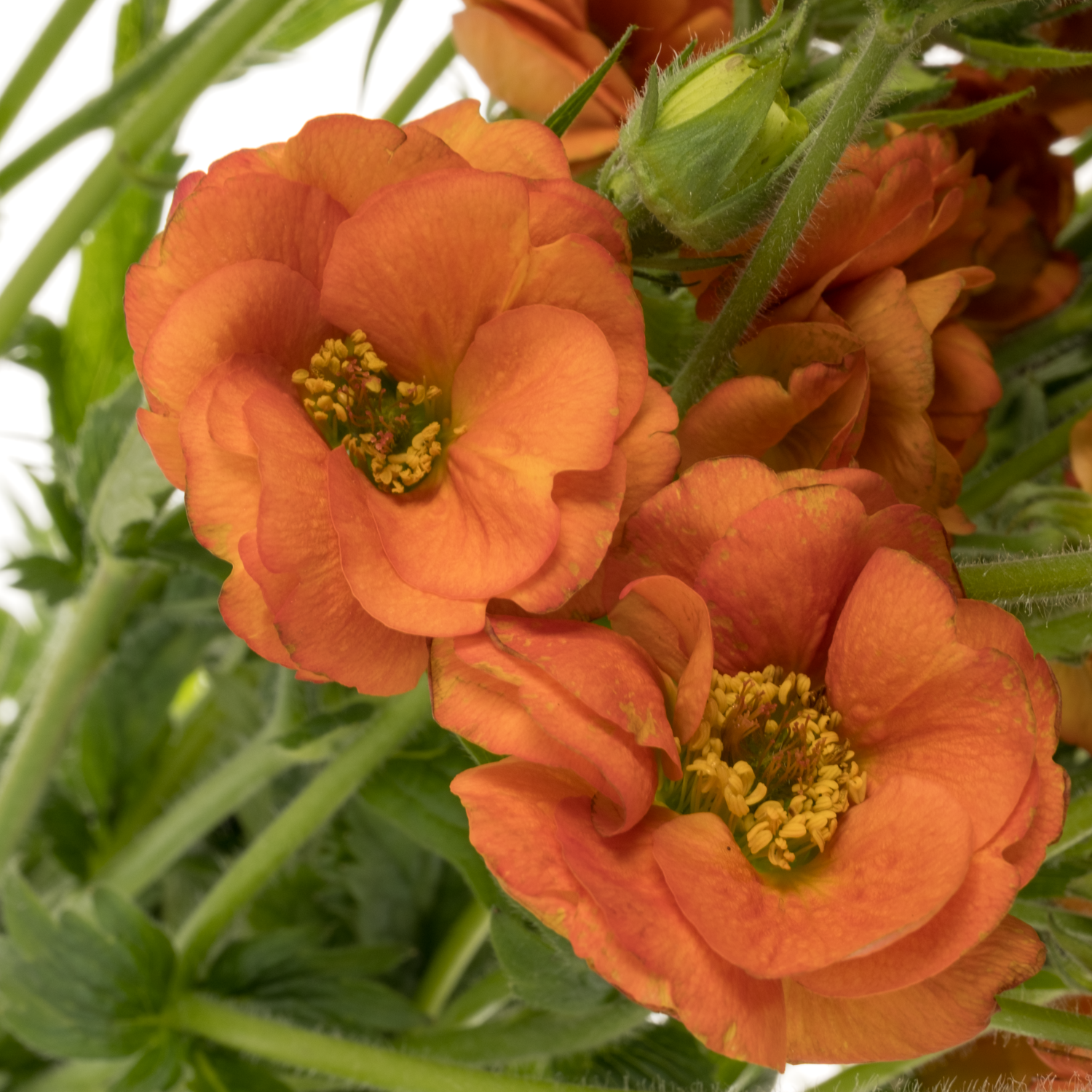 Geum dunkel orange 55cm x30