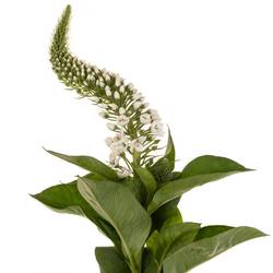Lysemachia weiss Mamba White 75cm