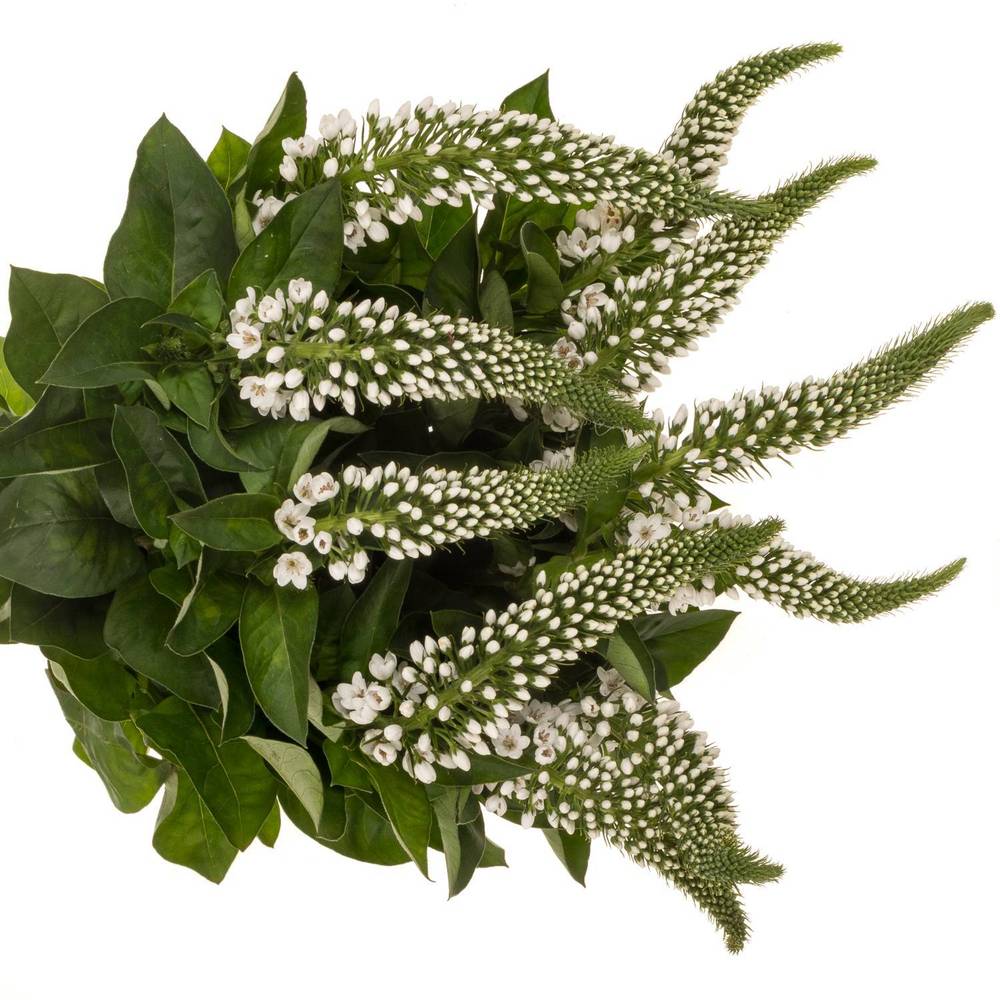 Lysemachia weiss Mamba White 75cm