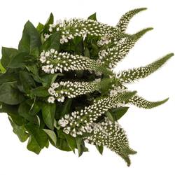 Lysemachia weiss Mamba White 75cm