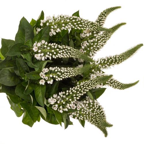 Lysemachia weiss Mamba White 75cm