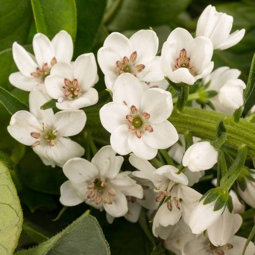 Lysemachia weiss Mamba White 75cm