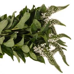 Lysemachia weiss Mamba White 75cm