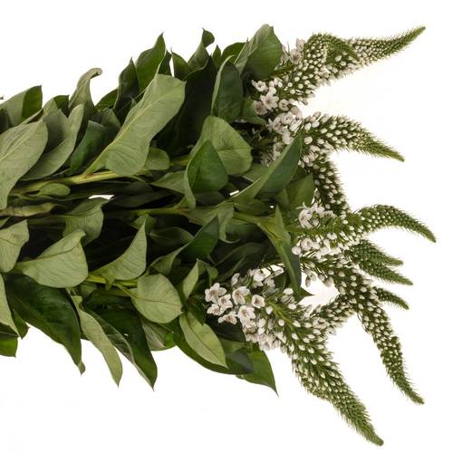 Lysemachia weiss Mamba White 75cm