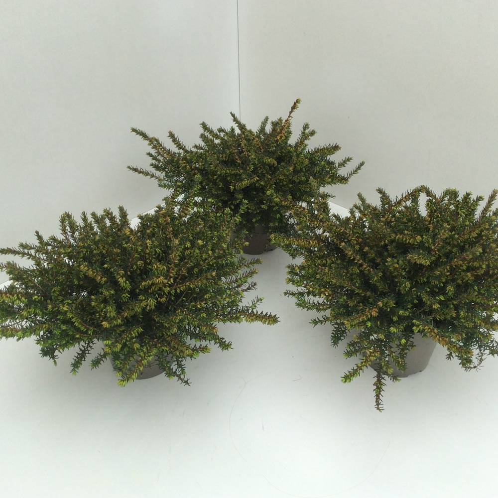 Erica Darleyensis rot Kramer's T11 H017