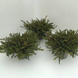Erica Darleyensis rot Kramer's T11 H017
