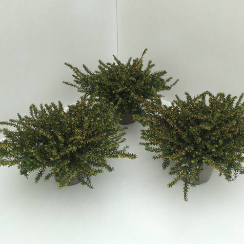 Erica Darleyensis rot Kramer's T11 H017