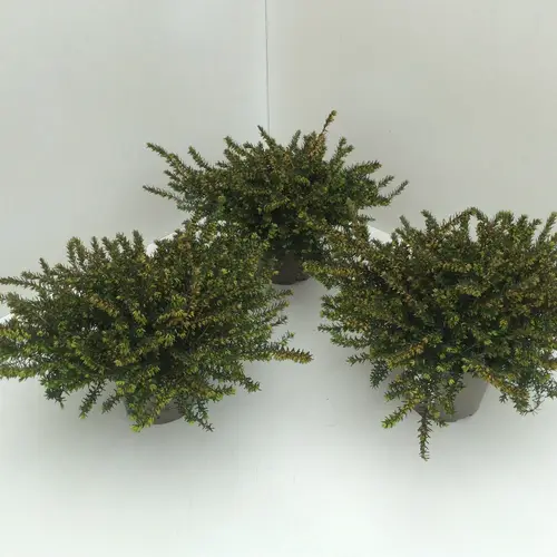 Erica Darleyensis rot Kramer's T11 H017