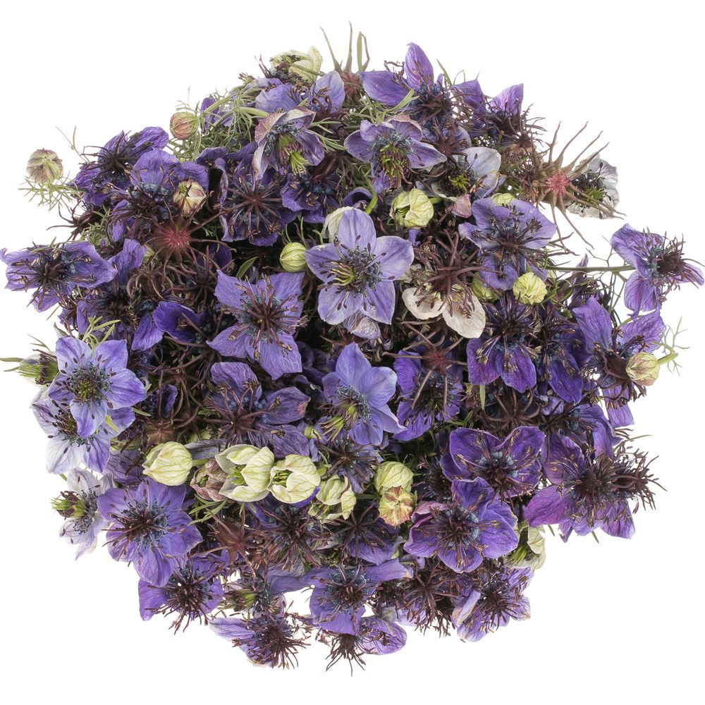 Nigella milka Panica 50cm pro bund