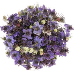 Nigella milka Panica 50cm pro bund