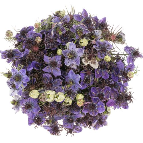 Nigella milka Panica 50cm pro bund