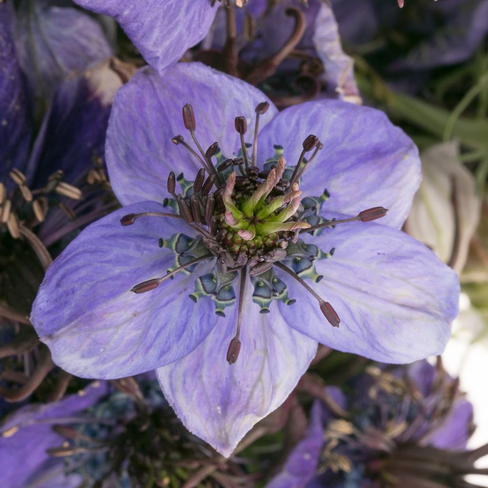 Nigella milka Panica 50cm pro bund