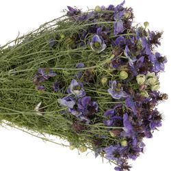 Nigella milka Panica 50cm pro bund