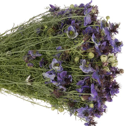 Nigella milka Panica 50cm pro bund