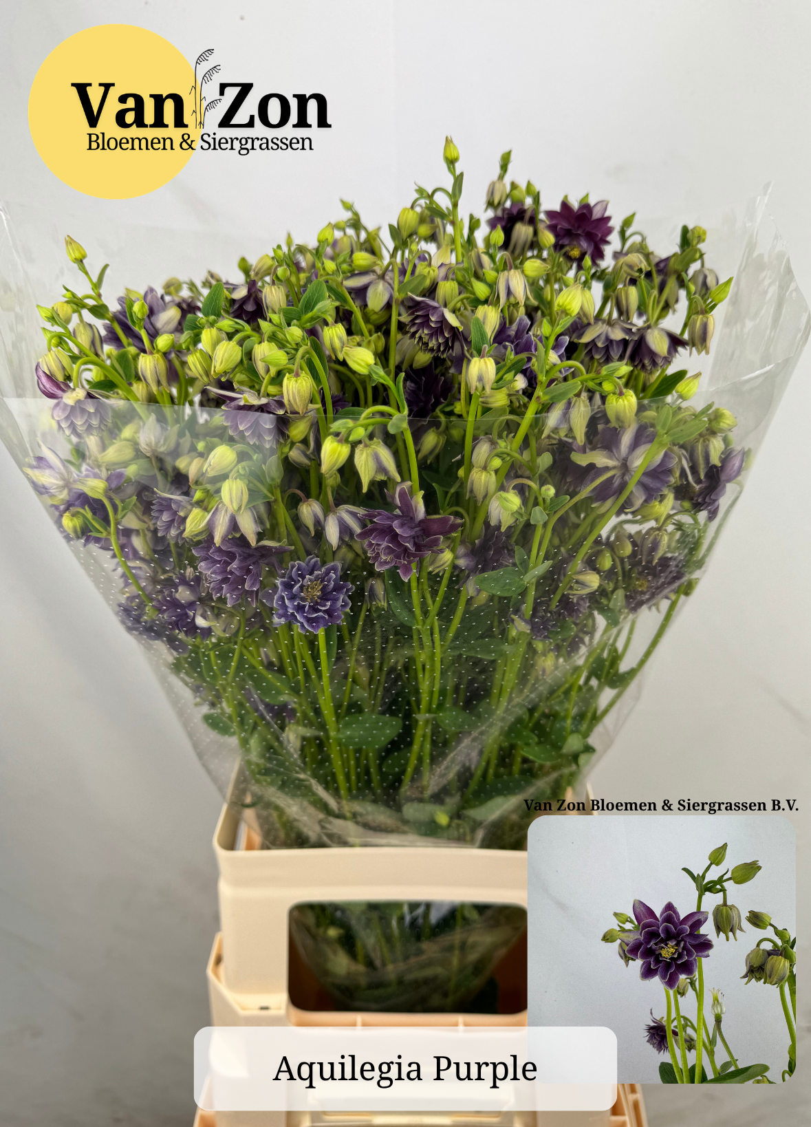 Aquilei violett violet purple 75cm