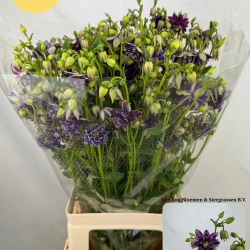 Aquilei violett violet purple 75cm
