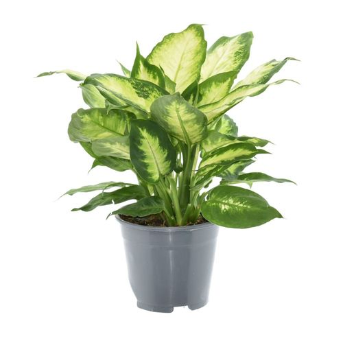Dieffenb.Camilla T14 H35