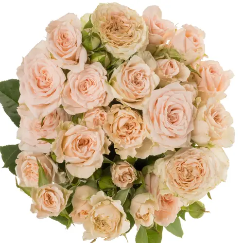 Rose verzweigt apricot Sweet Ilse 6+Blüte 60cm