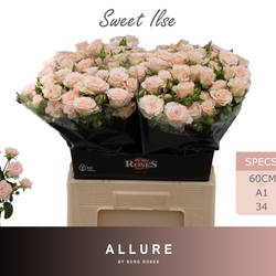 Rose verzweigt apricot Sweet Ilse 6+Blüte 60cm