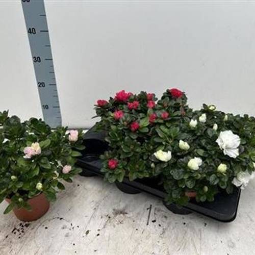 Azalea mix Schnapchen Von Uhr T14 H025
