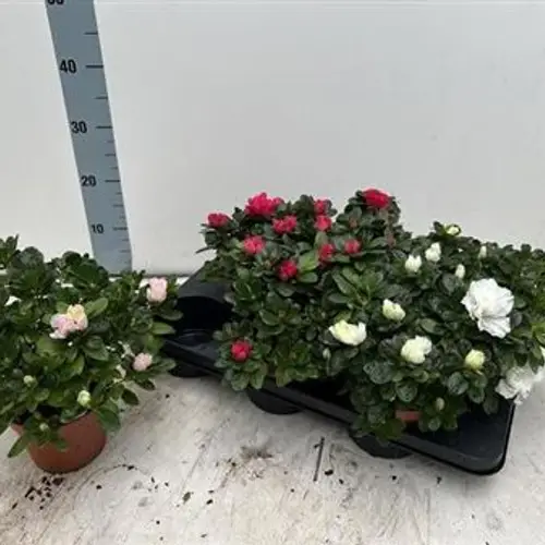 Azalea mix Schnapchen Von Uhr T14 H025