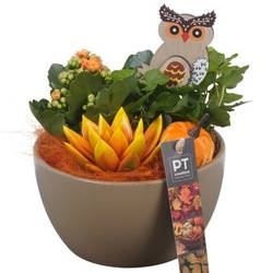 Kal.Arr PTHI5536 Herbst T15 H020