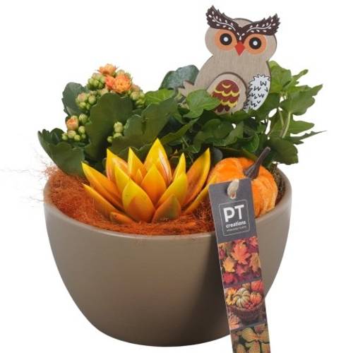 Kal.Arr PTHI5536 Herbst T15 H020