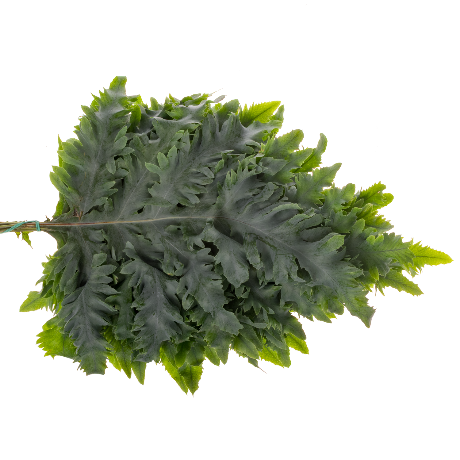 Phlebodium grün Rucola 50cm