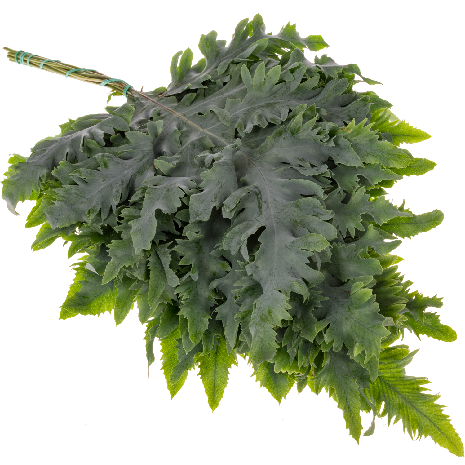 Phlebodium grün Rucola 50cm