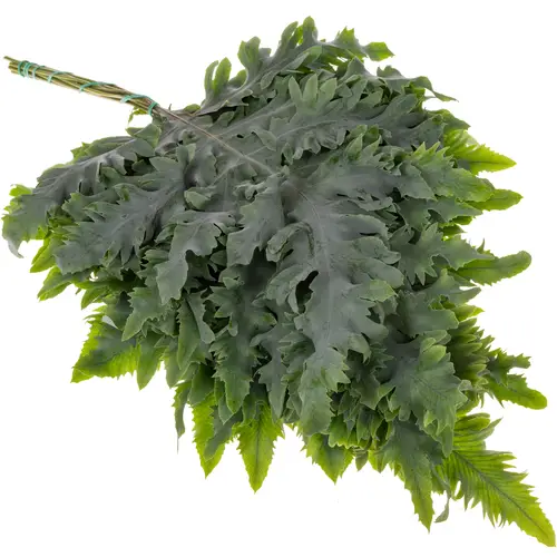 Phlebodium grün Rucola 50cm