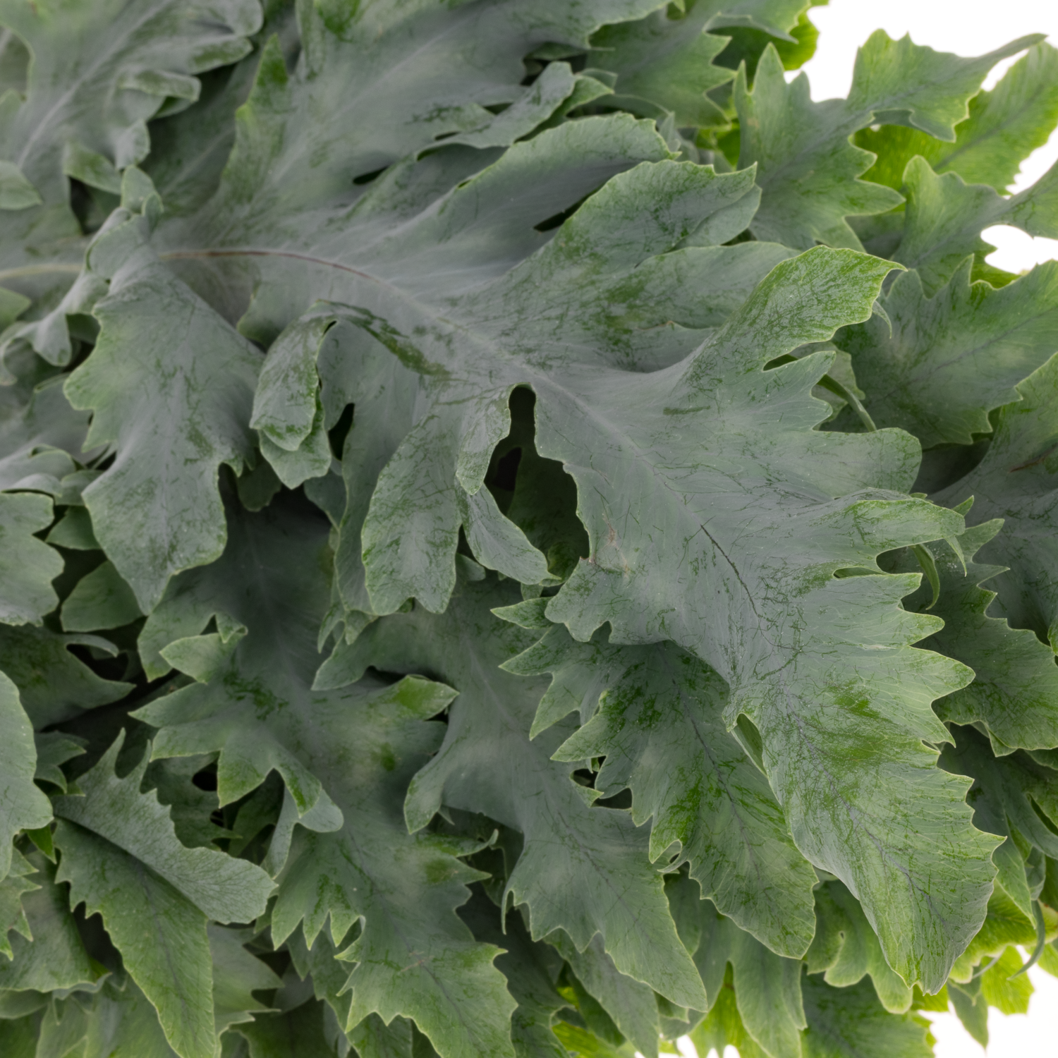 Phlebodium grün Rucola 50cm