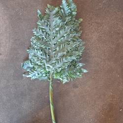 Phlebodium grün Rucola 50cm