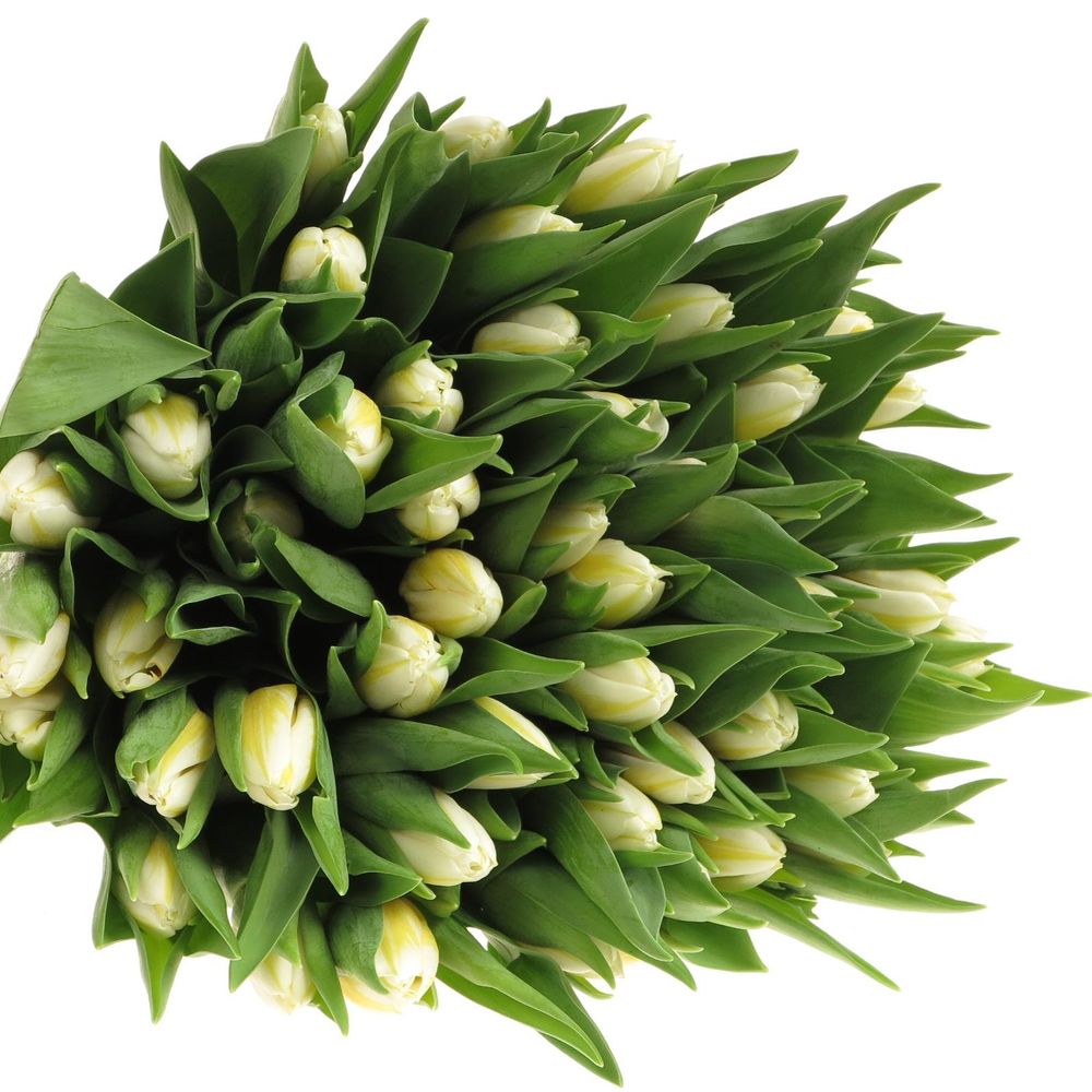 Tulpe creme/gelb Flaming 32 Gramm
