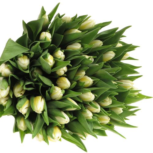 Tulpe creme/gelb Flaming 32 Gramm