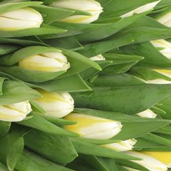 Tulpe creme/gelb Flaming 32 Gramm