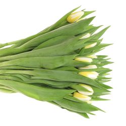 Tulpe creme/gelb Flaming 32 Gramm