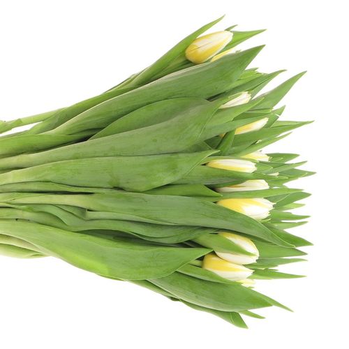 Tulpe creme/gelb Flaming 32 Gramm