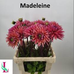 Dahlie lachs-rosa Madeleine 60cm