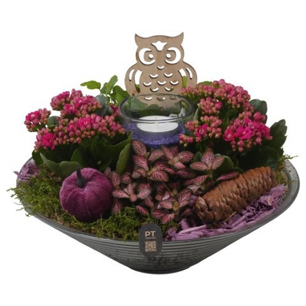 Kal.Arr PTHG8266 Herbst T26 H019