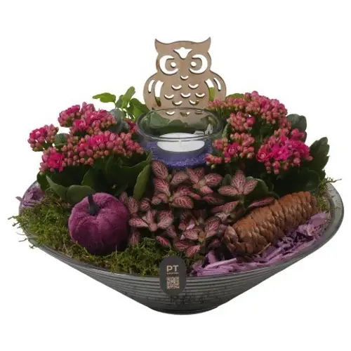 Kal.Arr PTHG8266 Herbst T26 H019