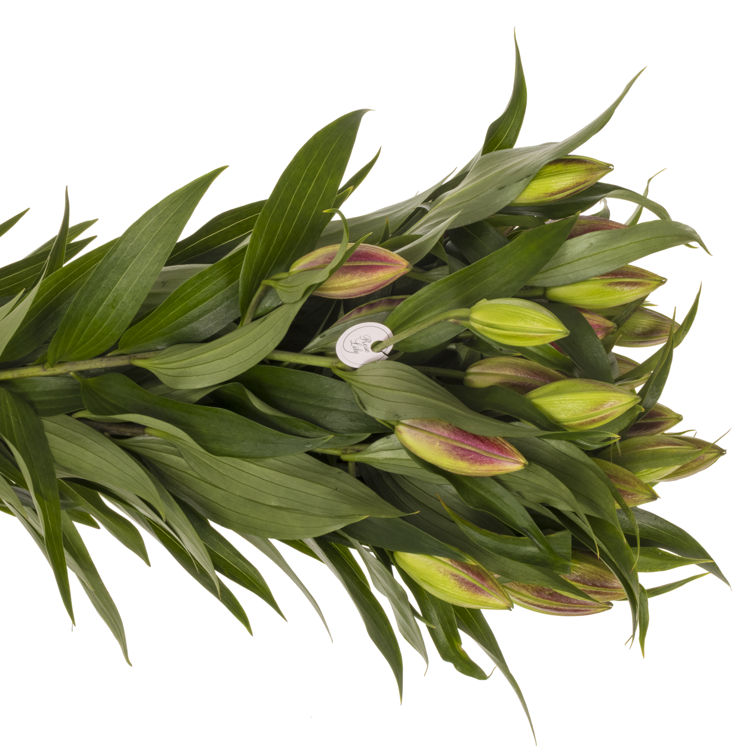 Lilie orientalisch fuchsia gefüllt Rihanna 3 Blüte90cm