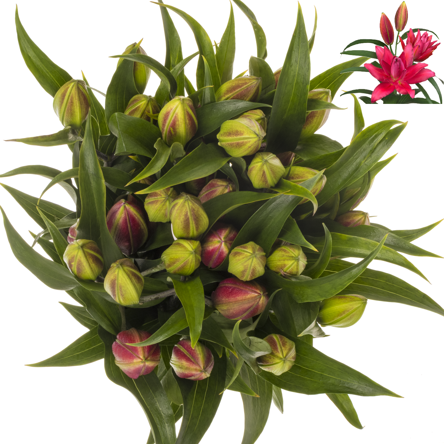 Lilie orientalisch fuchsia gefüllt Rihanna 3 Blüte90cm