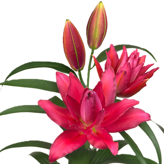 Lilie orientalisch fuchsia gefüllt Rihanna 3 Blüte90cm