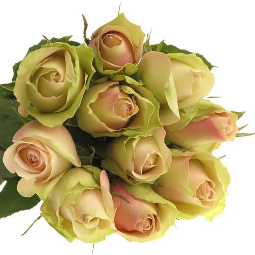 Rose hell grün/hell rosa La Belle 40cm