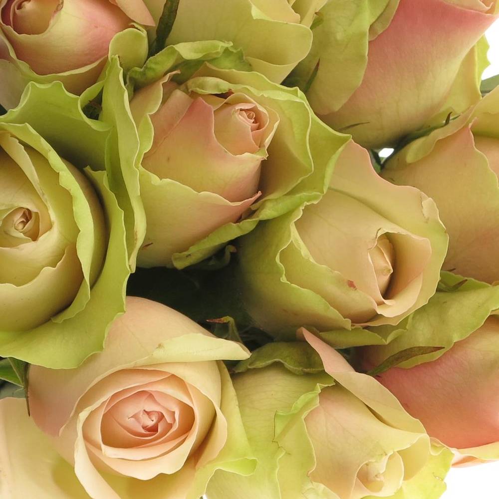 Rose hell grün/hell rosa La Belle 40cm