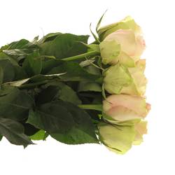 Rose hell grün/hell rosa La Belle 40cm