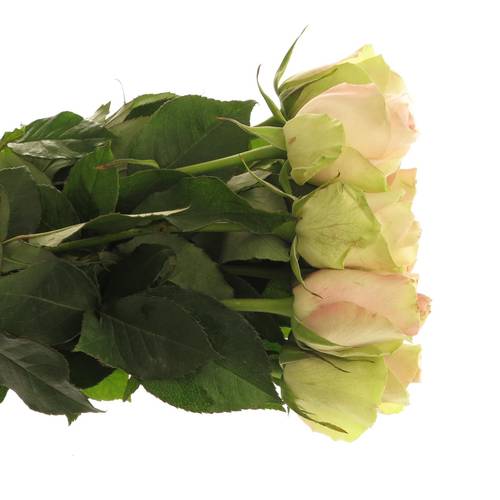 Rose hell grün/hell rosa La Belle 40cm