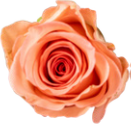 Rose orange Lupin 50cm
