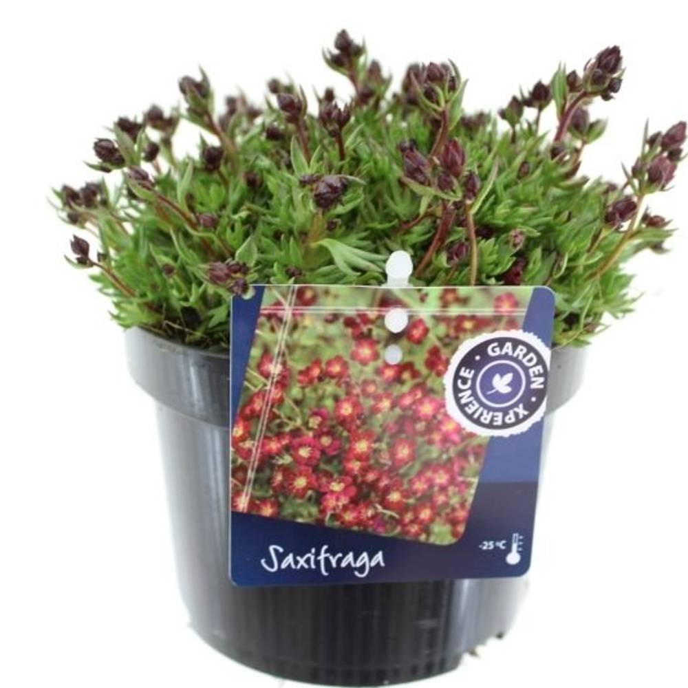 Saxifraga Touran T13 H25 Scarle